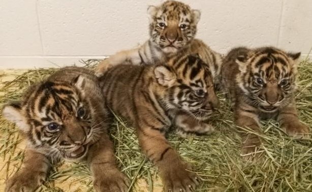 Tiger Pickers Oklahoma City Zoo on Twitter: