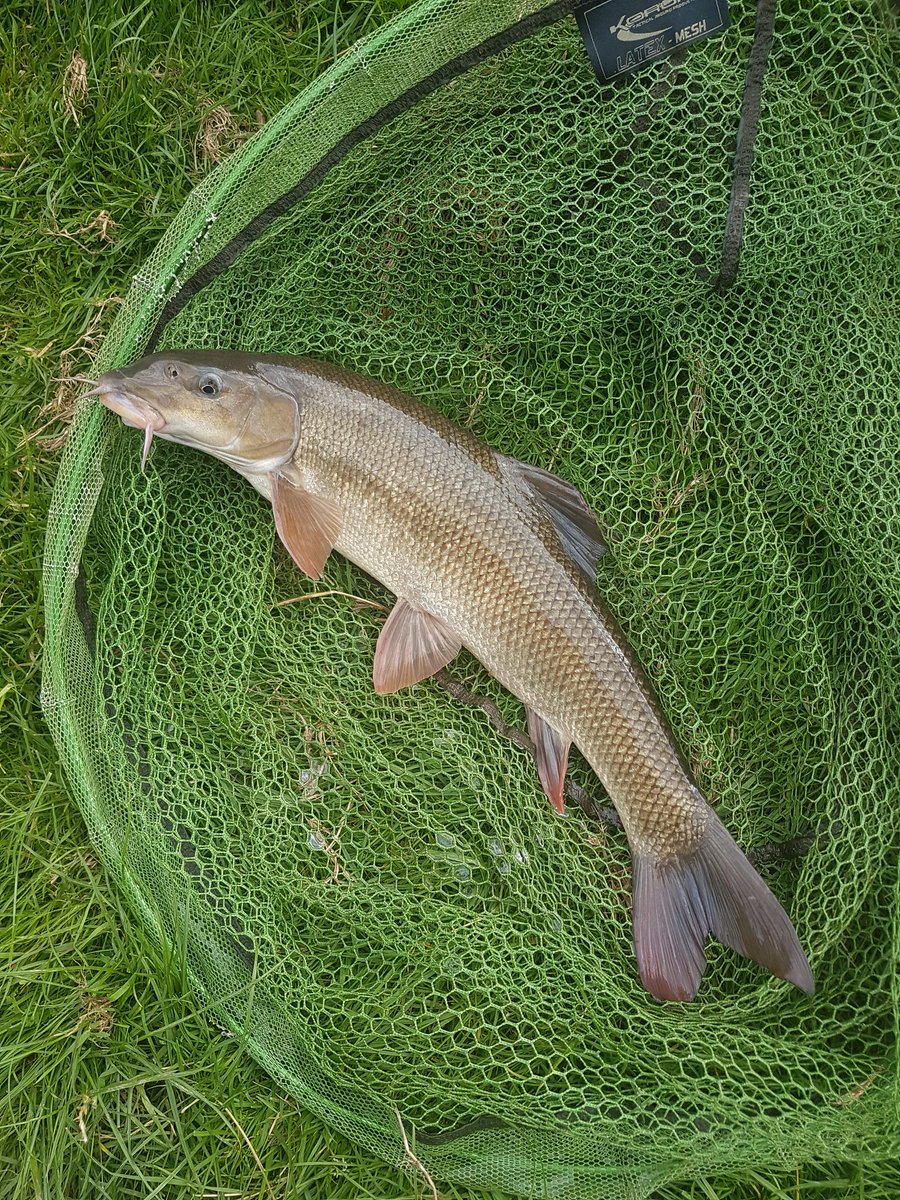 MartinWilcox6's tweet photo. #BarbelHunters not only did the mighty villa win I also caught four barble from the Severn at arley https://t.co/yJg8roakrf