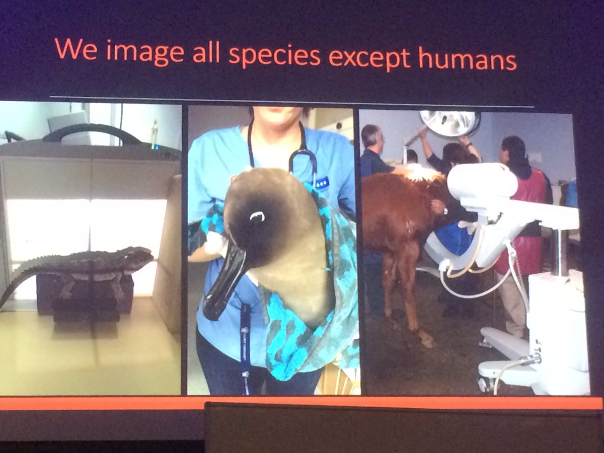anzmrrn's tweet photo. Dr Angela Hartman with the weird and wonderful imaging skills in animals @NZIMRTconf @nzimrt #perfectlycentered #difference2017 https://t.co/vVVJGRGMdZ