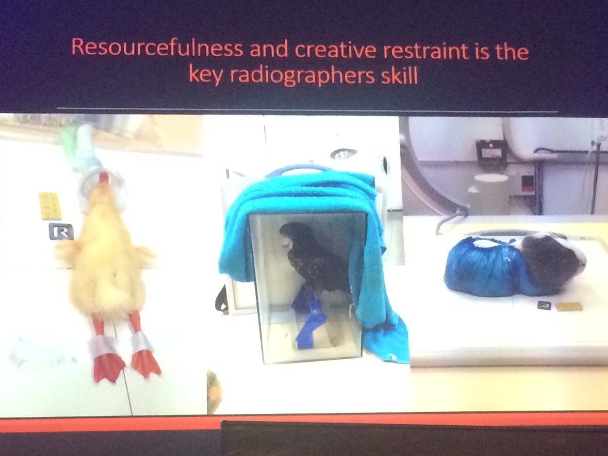 anzmrrn's tweet photo. Dr Angela Hartman with the weird and wonderful imaging skills in animals @NZIMRTconf @nzimrt #perfectlycentered #difference2017 https://t.co/vVVJGRGMdZ