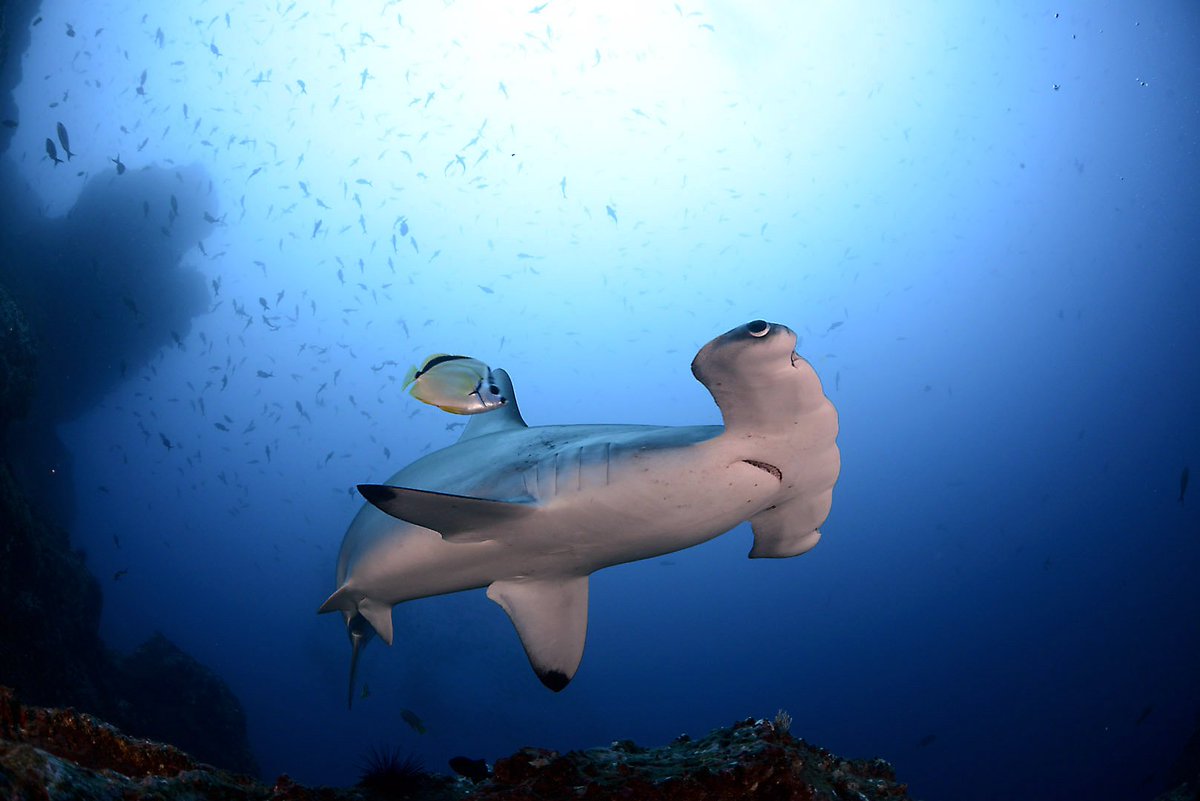 cocosislanddiving tweet media