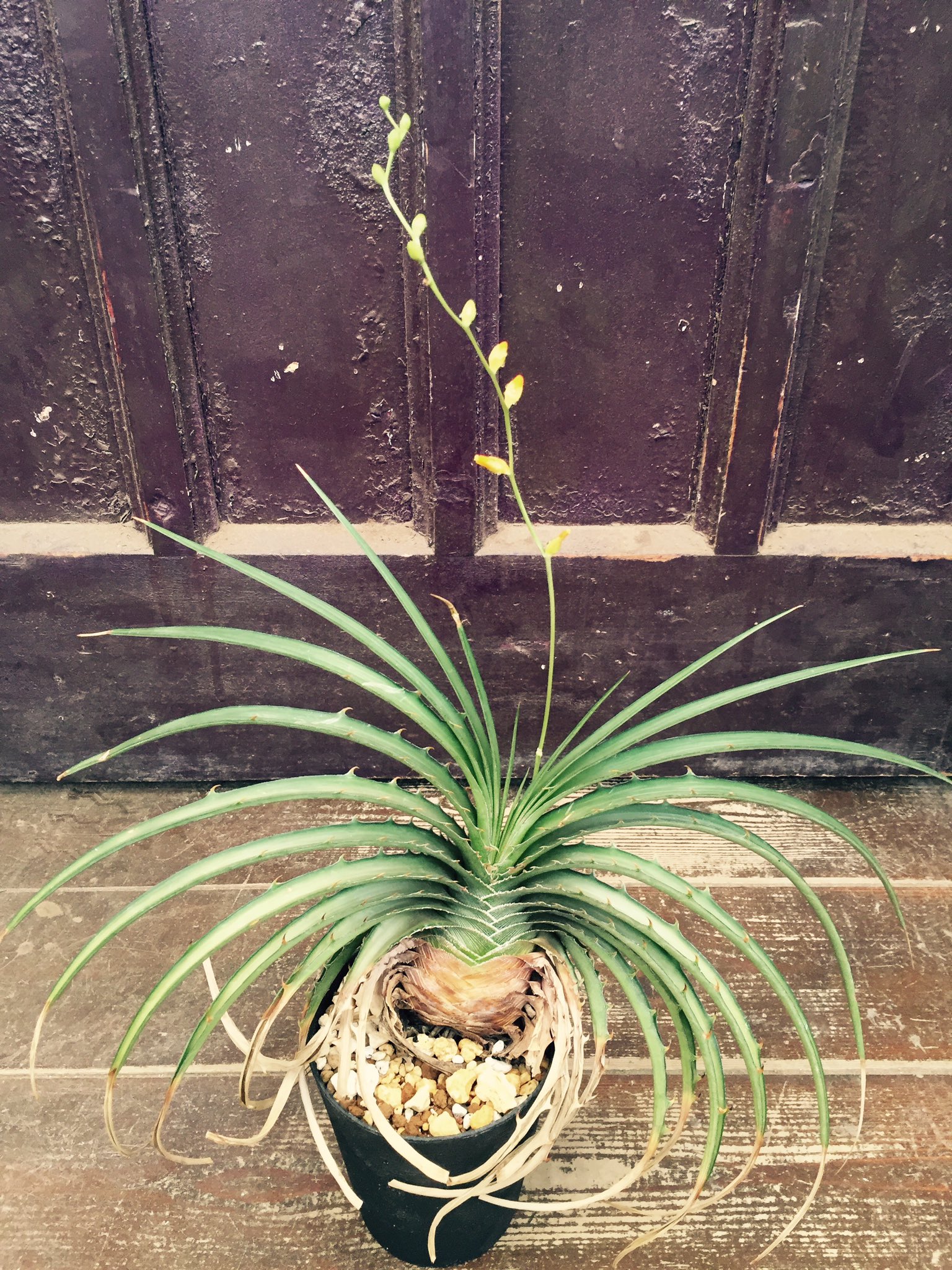 Eastgarden Auf Twitter ディッキア エステベシー 花が咲きました Matsumoto Nagano 観葉植物 インテリアグリーン ディッキア ディッキアエステベシー エステベシー 珍奇植物 ビザールプランツ お花 花 イーストガーデン T Co