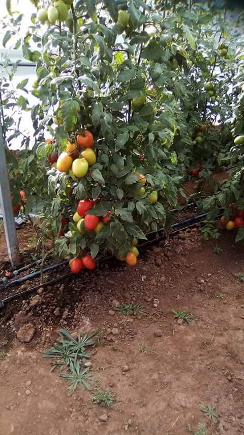 inapro_morelos's tweet photo. Producción de tomate 
#Morelos https://t.co/yeoHauqnvu