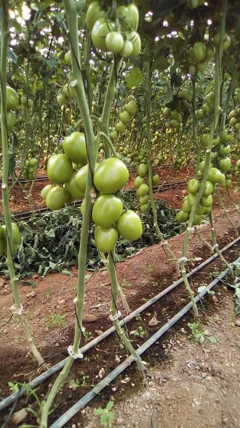 inapro_morelos's tweet photo. Producción de tomate 
#Morelos https://t.co/yeoHauqnvu
