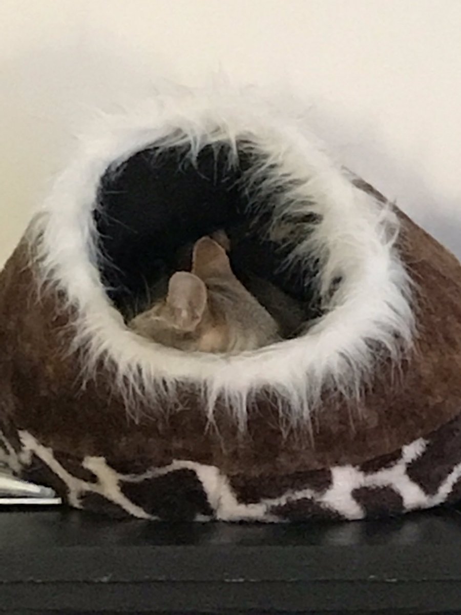 KittyHamish's tweet photo. I've been hiding in my bed with the electric underblanket all morning. #TooColdInMelbourne #Freezing https://t.co/Tv8mJ83wA2