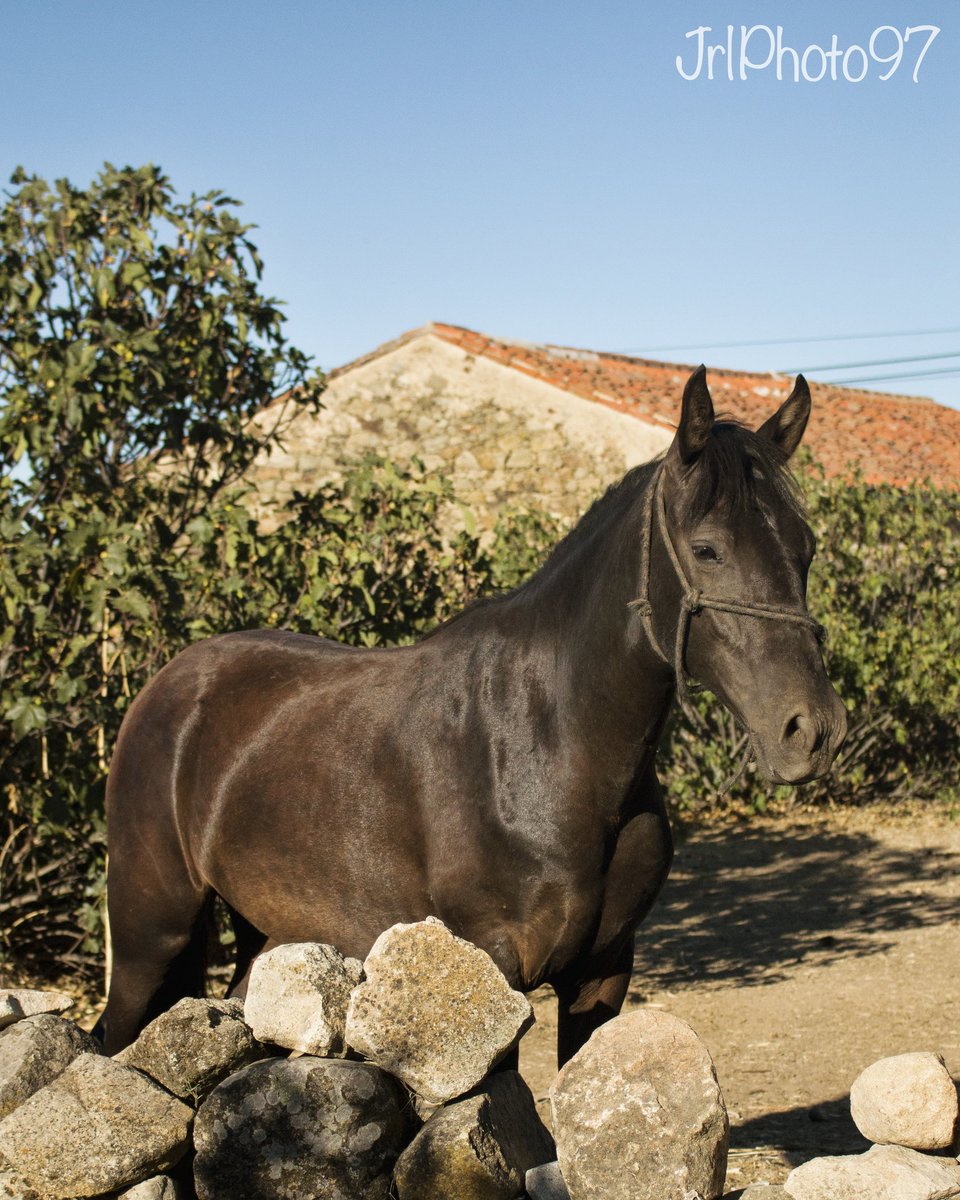 JrlPhoto's tweet photo. No te vayas todavía.. quedate un ratito más..🎶🎶🙈
De: @cheeechu_97 
#photocanon #Extremadura #ruanes #photo #caballo #summer #photography https://t.co/C9u9KOts1o