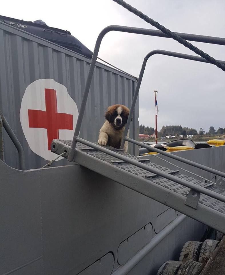 Armada_Chile's tweet photo. Te presentamos a "Rezón", el perro insigne del PMD "Cirujano Videla", que realiza las rondas médicas en el área del Archipiélago de #Chiloé. https://t.co/r0GDtjSK29
