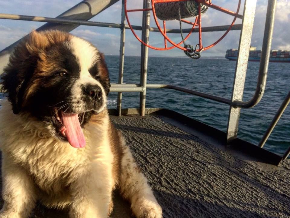Armada_Chile's tweet photo. Te presentamos a "Rezón", el perro insigne del PMD "Cirujano Videla", que realiza las rondas médicas en el área del Archipiélago de #Chiloé. https://t.co/r0GDtjSK29