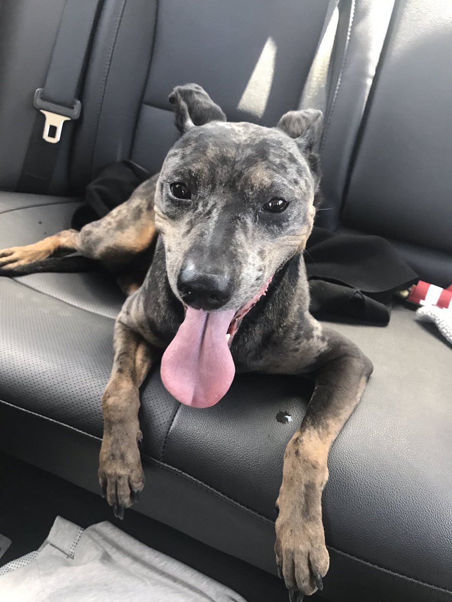 illi_milli_'s tweet photo. HEY PLEASE HELP ME FIND THIS DOGGO HER FAMILY! I FOUND HER ON RECKER AND ELLIOT!! https://t.co/wI3zML9nq6