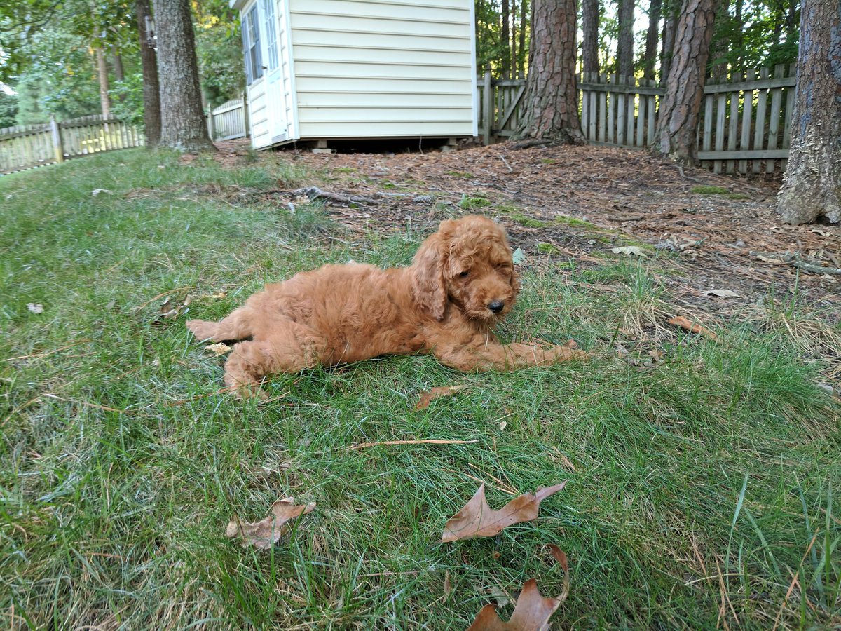 insurance_news_'s tweet photo. Hello Twitter, my name is Piper! #pupperpic https://t.co/3qxxHvl9OU