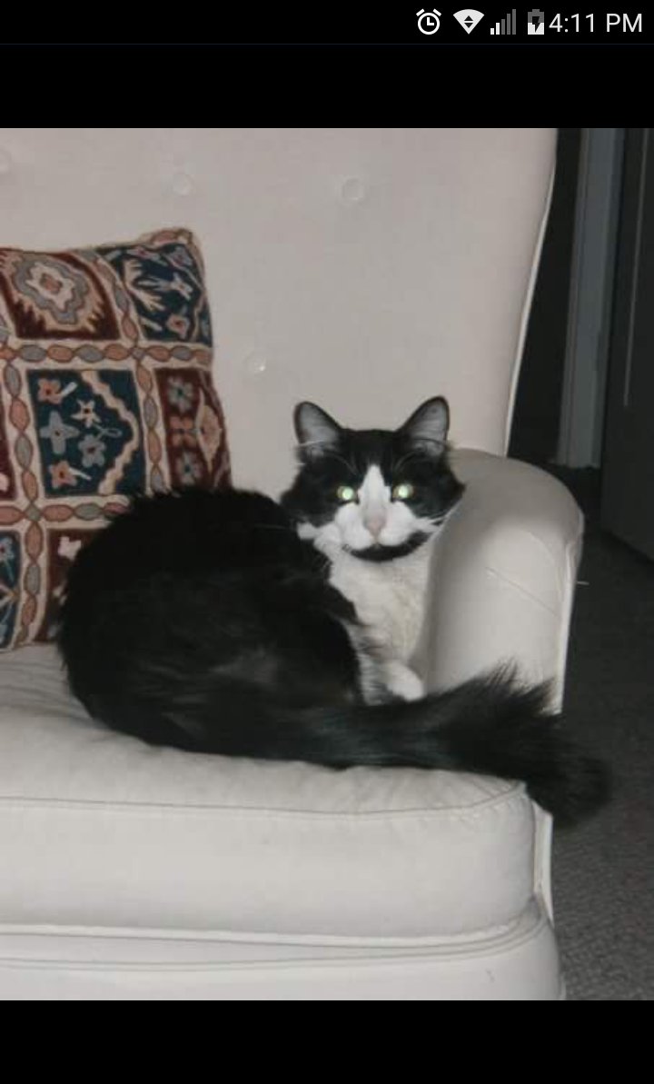 Paobocaz's tweet photo. Benito por siempre❤❤❤ hoy después de 18 años en la familia. Nuestro lindo gatito partió. https://t.co/JKxkBzMkEn