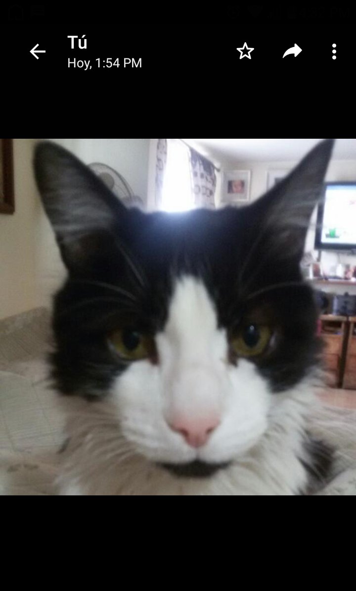 Paobocaz's tweet photo. Benito por siempre❤❤❤ hoy después de 18 años en la familia. Nuestro lindo gatito partió. https://t.co/JKxkBzMkEn