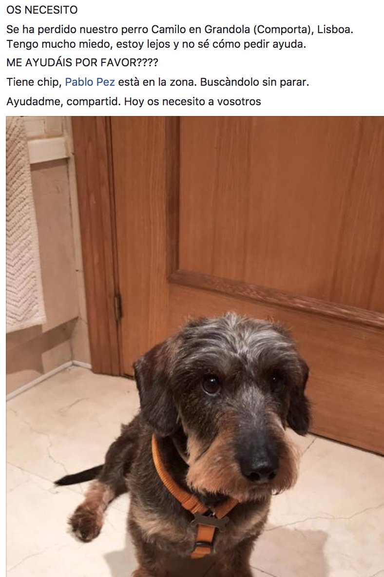 andreadasilva's tweet photo. nuestro #perro Camilo se ha perdido en #Grandola, #Setubal necesito #ayuda #perroperdido #caeperdido 608 688 472 https://t.co/LPdOLwlwNQ