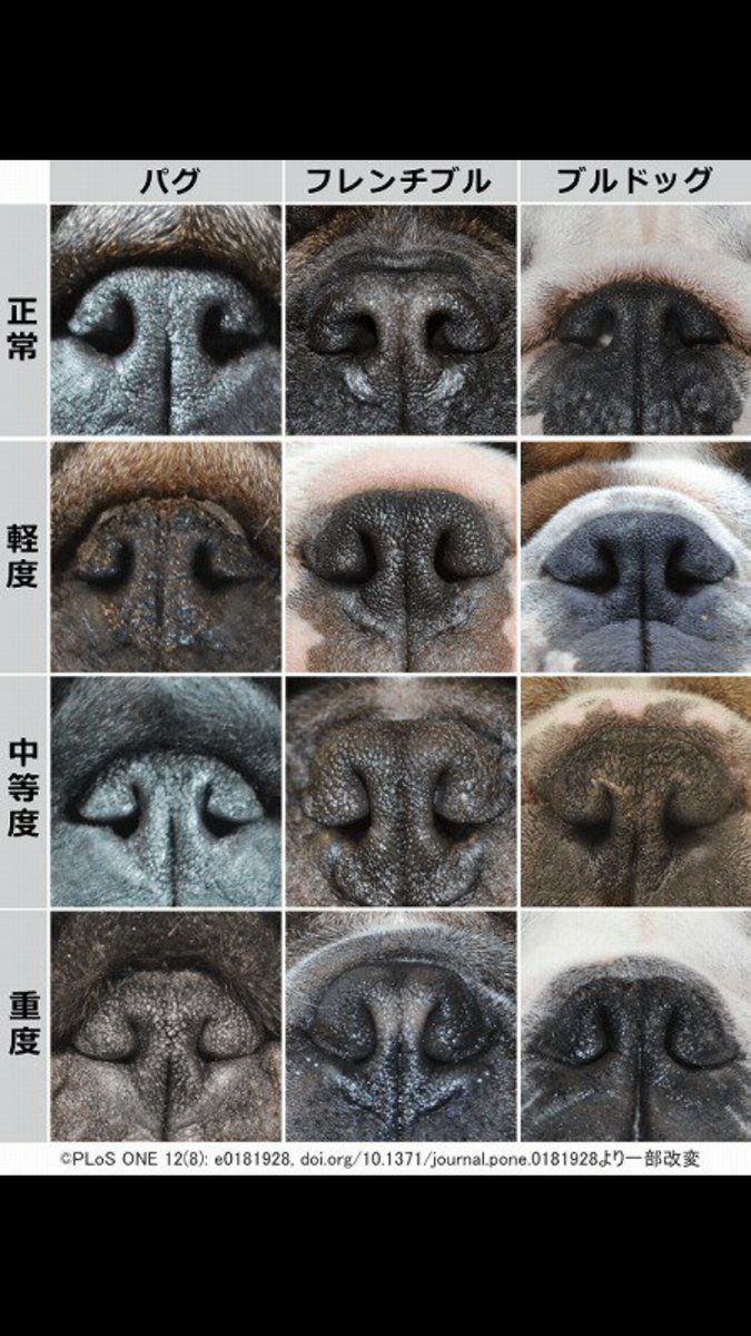 もちまるのアトリエ ぺちゃ犬の鼻の形で短頭種気道症候群の重症度の判別が出来るらしい 多くの鼻ぺちゃ飼い主さんにみてほしいから拡散希望 T Co Dsruofvizd Twitter