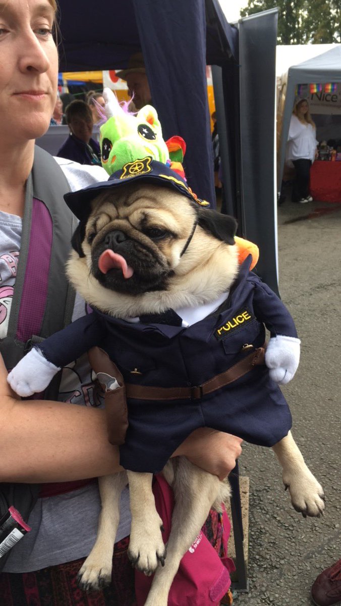 Isobel1997's tweet photo. Someone brought their pug to #ChesterPride today and it was the best thing ever #pridepug #pride https://t.co/RFjfutmW5S