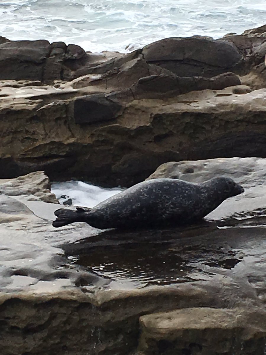 cwilliamsark's tweet photo. San Diego, I miss you, your gorgeous weather, and my colleagues already! ❤️
#tcrwp #sandiego #summerwritinginstitute #staffdeveloperlife https://t.co/z7e6nq5Qhw