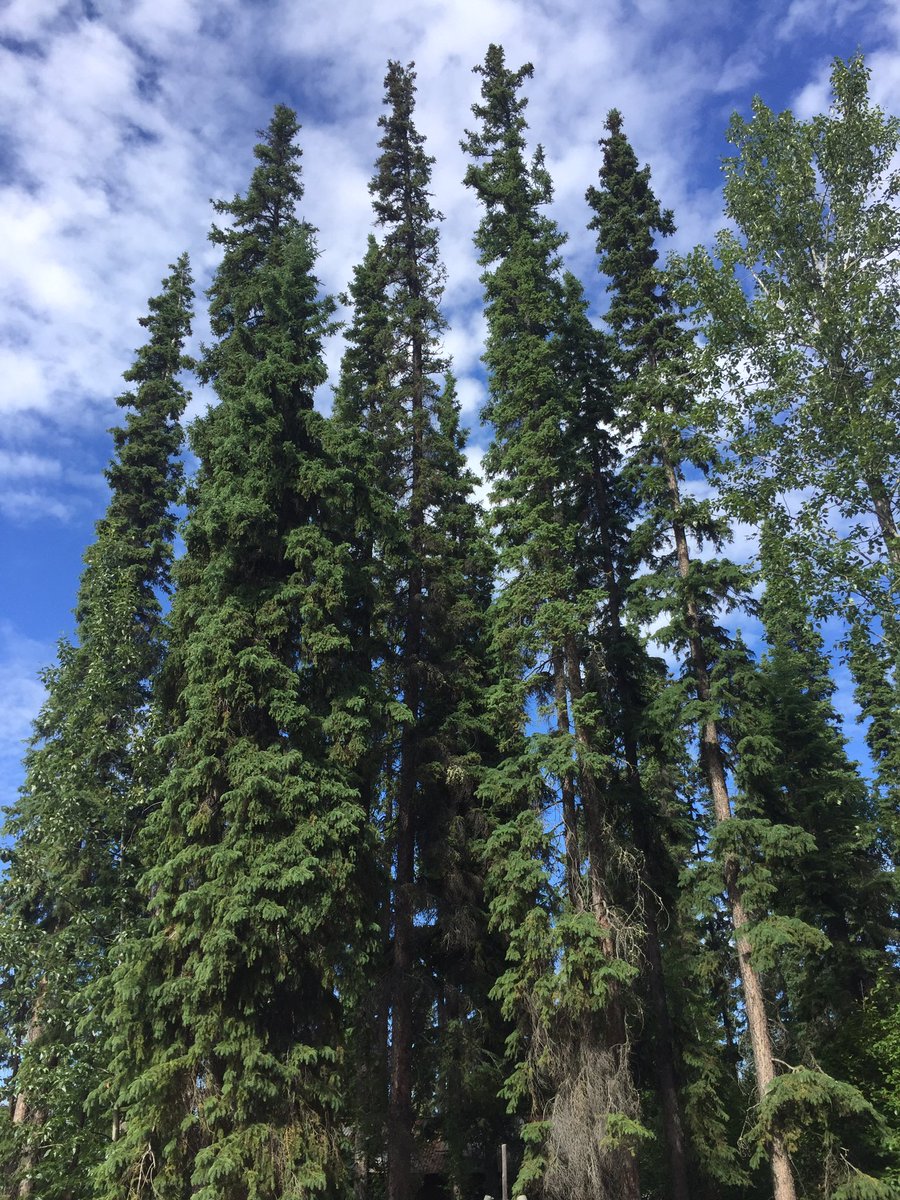 Ian_S17's tweet photo. Alaska https://t.co/EGk3Pt12pQ