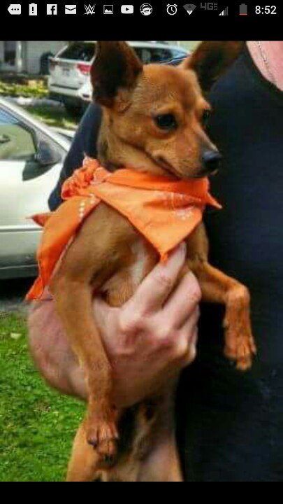 BELPRE COMMUNITY
Lost Chihuahua Putnam Howe area.
Child is heartbroken.

PLEASE RT

REWARD
.