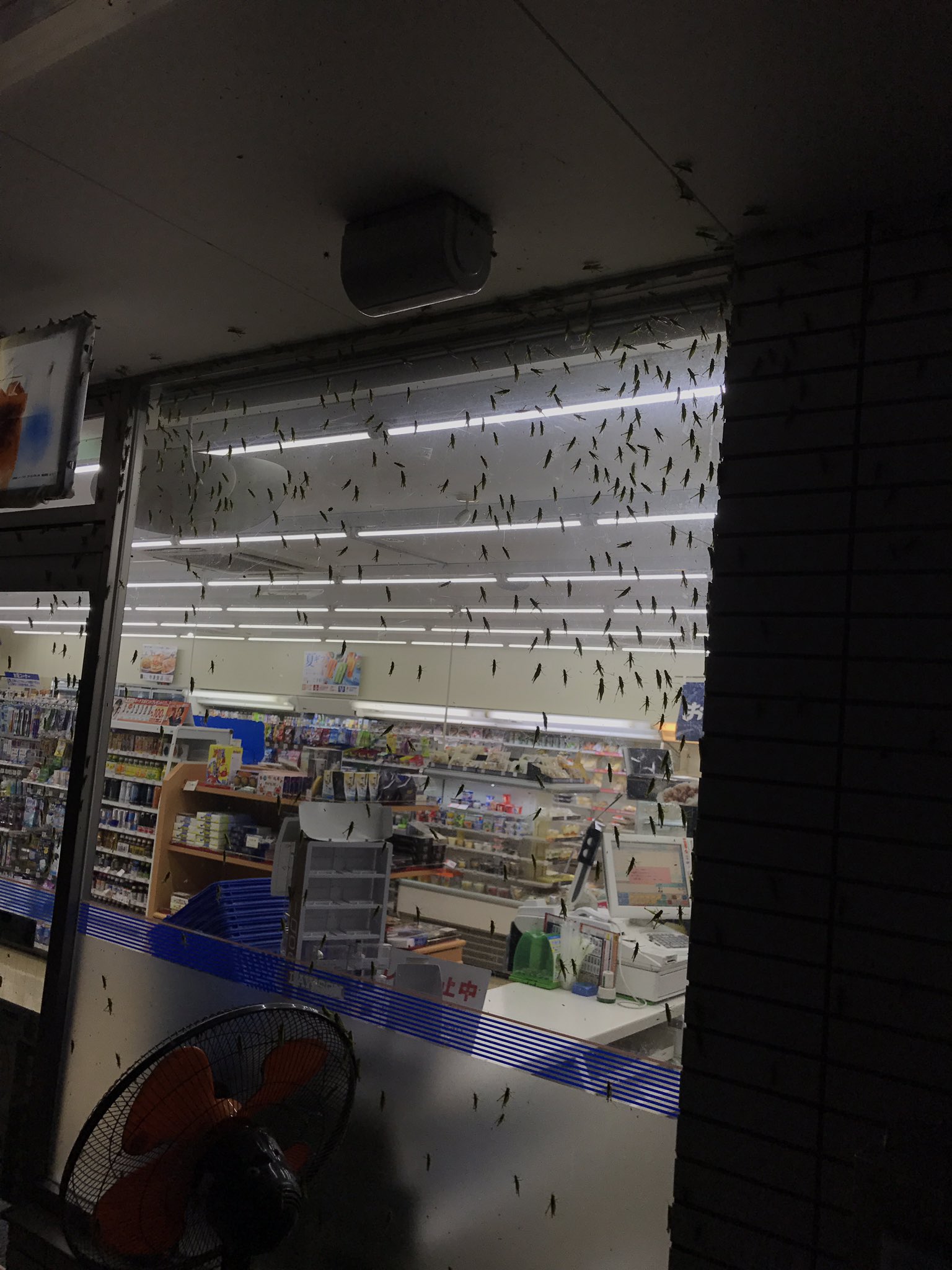 小嶋海平 回覧注意 夏の夜のコンビニは虫が多いというが 田舎のコンビニが本気出したら多いなんてもんじゃねぇからな T Co 9vwvwhoytk Twitter