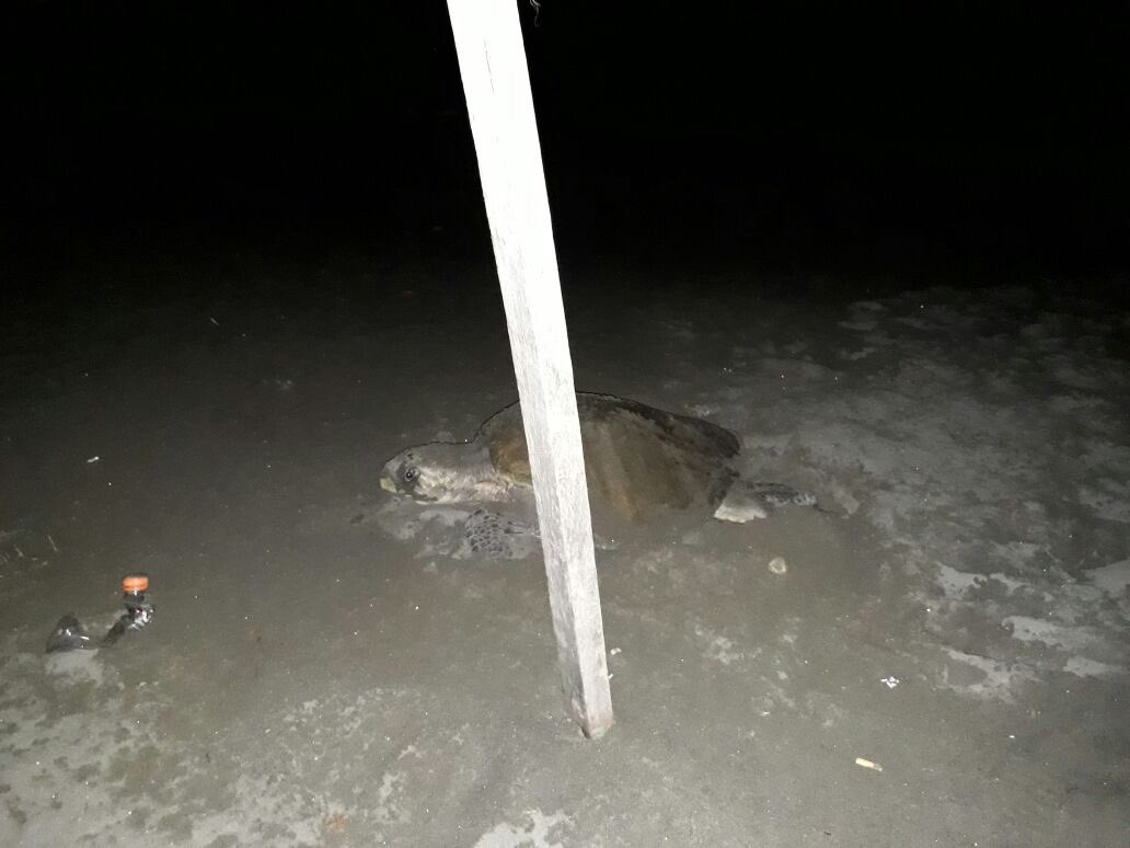 fundartingcol's tweet photo. Tortuga Golfina, Guaragua o Mani (Lepidochelys Kempii), en anidación en playas de #Tumaco. #VidaMarina #TorutgaGolfina #SinPeligro https://t.co/NoCDwwRD4H