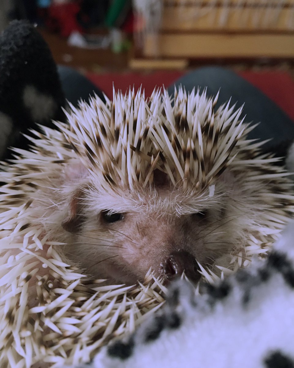 ducktalezzz's tweet photo. Heddo bb boy ❣️ https://t.co/OIKHoTQVgD