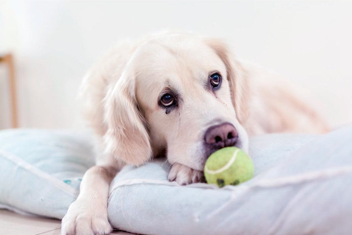 revistaik's tweet photo. Si tu perro muestra alguno de estos cambios acude rápido a tu veterinario. https://t.co/pyxuI6fROu https://t.co/kZfNwWwsah