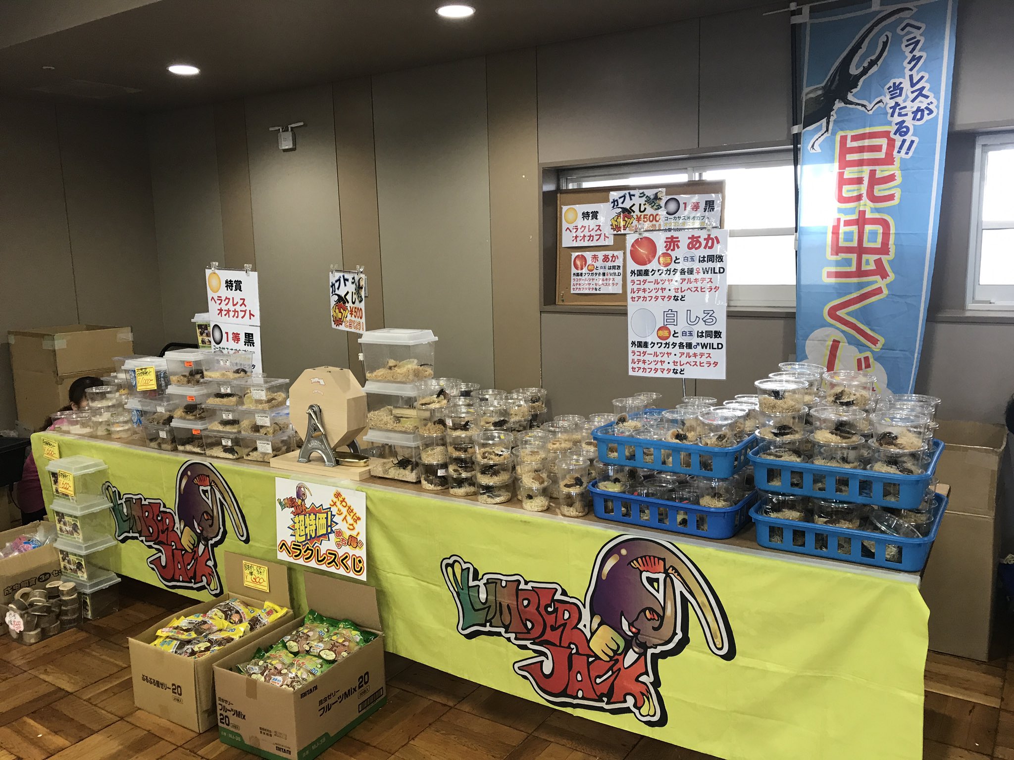 Lumberjack ランバージャック アクアリウムバス17 ランバーお祭り仕様のクワカブくじやってます 1番最初の少年が 1回目イキナリ1等 コーカサス当ててニッコリ まだまだガッツリ持って来てます ヘラクレス当てて下さい Hiro