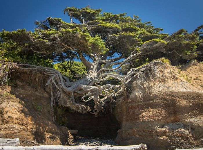 Greenpeace's tweet photo. Trees have been around for about 370 mil years. And no matter what, these 10+ badass trees have refused to die! https://t.co/qtIw7xMfwr https://t.co/Pmpt6ZHp8m