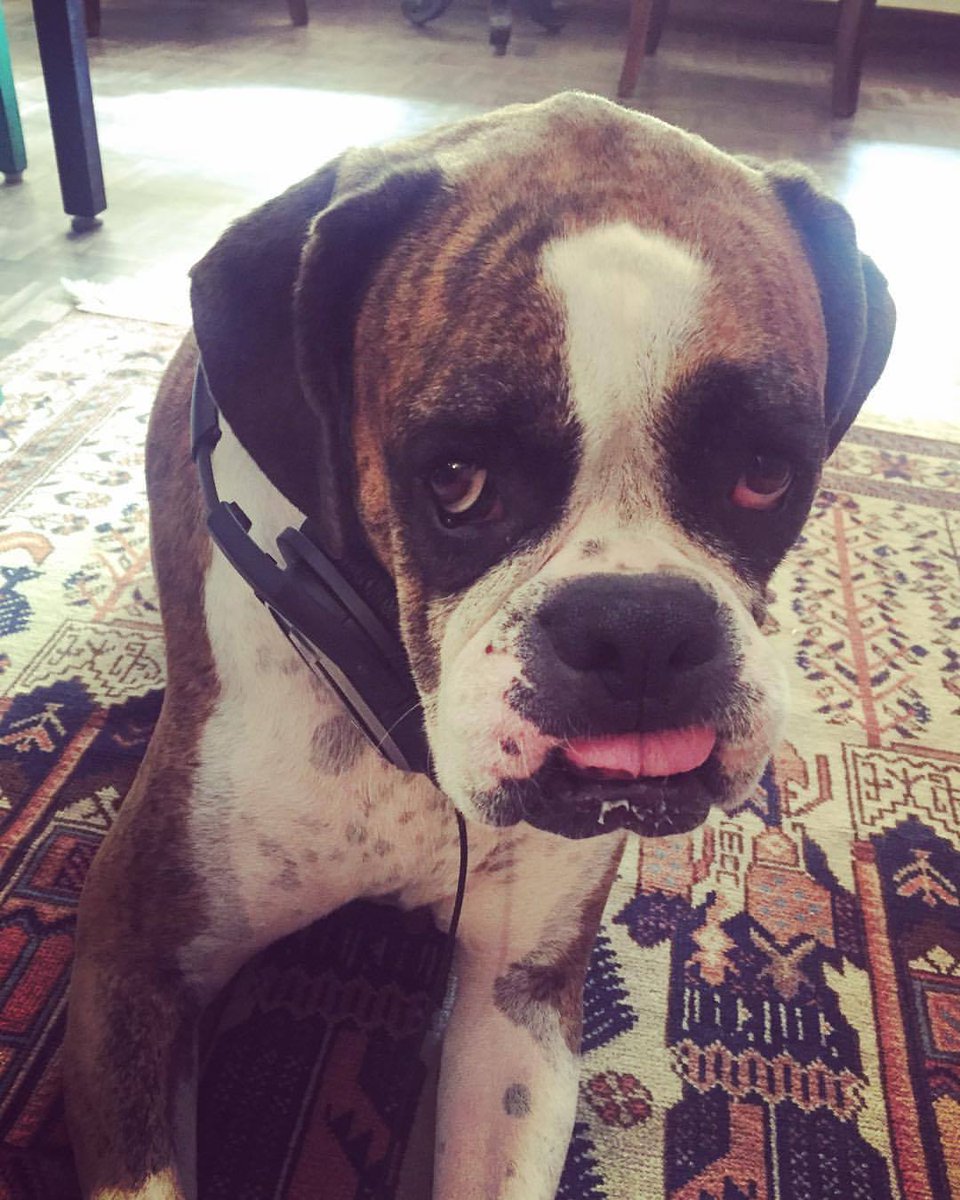 mummydaddymedia's tweet photo. Lalli, the official mascot of team @mummydaddymedia is all set for #RadioRace !
#KCRW #radiorace17
@IPPkcrw https://t.co/N0RlpoE82w
