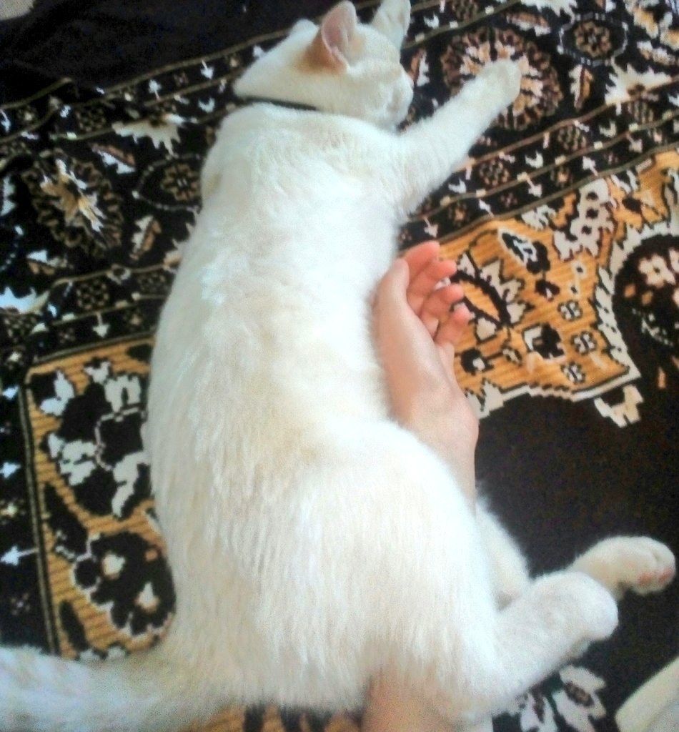 Hrushka_Sugi's tweet photo. Даже коты любят так спать https://t.co/lNXwUoMHTx