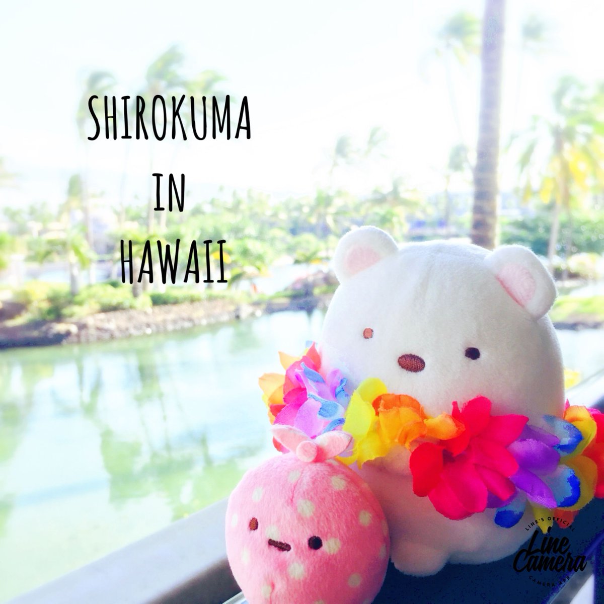 sumikko_335's tweet photo. 【🌻8月たびきぶん🍉】しろくまと一緒にハワイ旅🐠 #すみっコ写真部 https://t.co/Zlbpuck88U