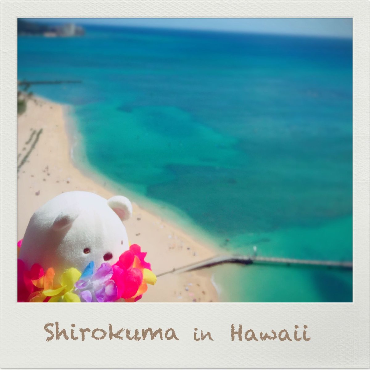 sumikko_335's tweet photo. 【🌻8月たびきぶん🍉】しろくまと一緒にハワイ旅🐠 #すみっコ写真部 https://t.co/Zlbpuck88U