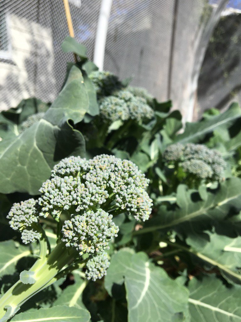 hadswhite's tweet photo. Looking down the barrel of 3 months of broccoli soup. Bring it on baby https://t.co/6Hflf5bh7v