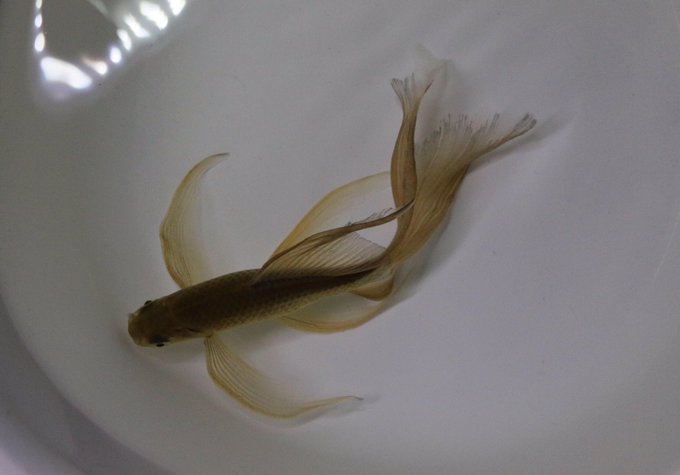 魚のtwitterイラスト検索結果 古い順