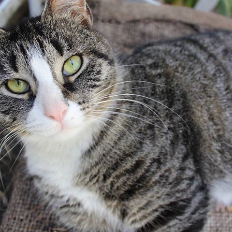 SistersInBiz's tweet photo. Pls RT *LOST in #Mapleville
Victory Highway /Lapham Farm Road
Sybil friendly female cat
Call 401-568-0544
#Burrillville Shelter 401-568-9480 https://t.co/NS9hDFX2i7