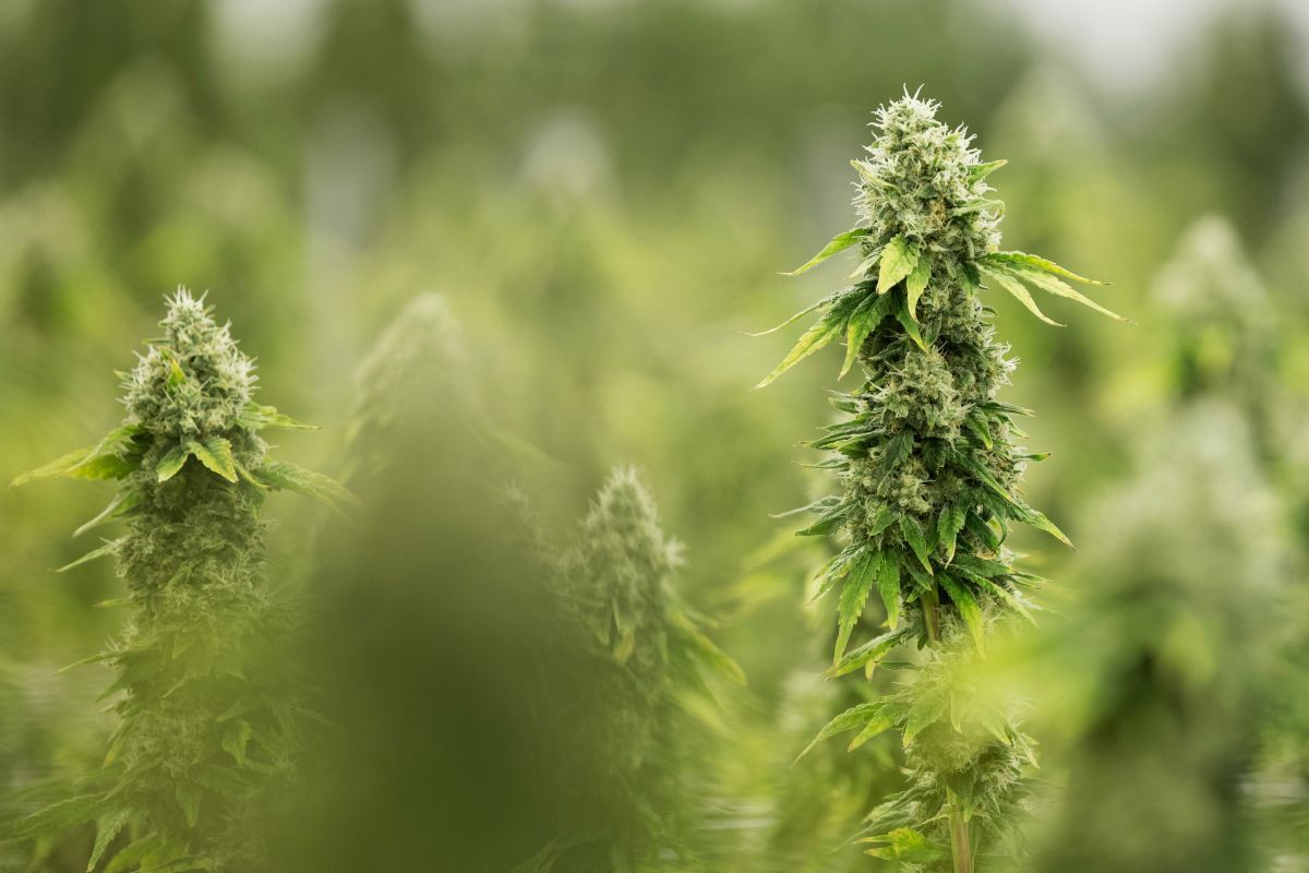 ThinkTankExile's tweet photo. Legal Weed: An Accidental Solution to the Opioid Crisis? https://t.co/fzGG3Jidb6 https://t.co/dNpSU7yh6D