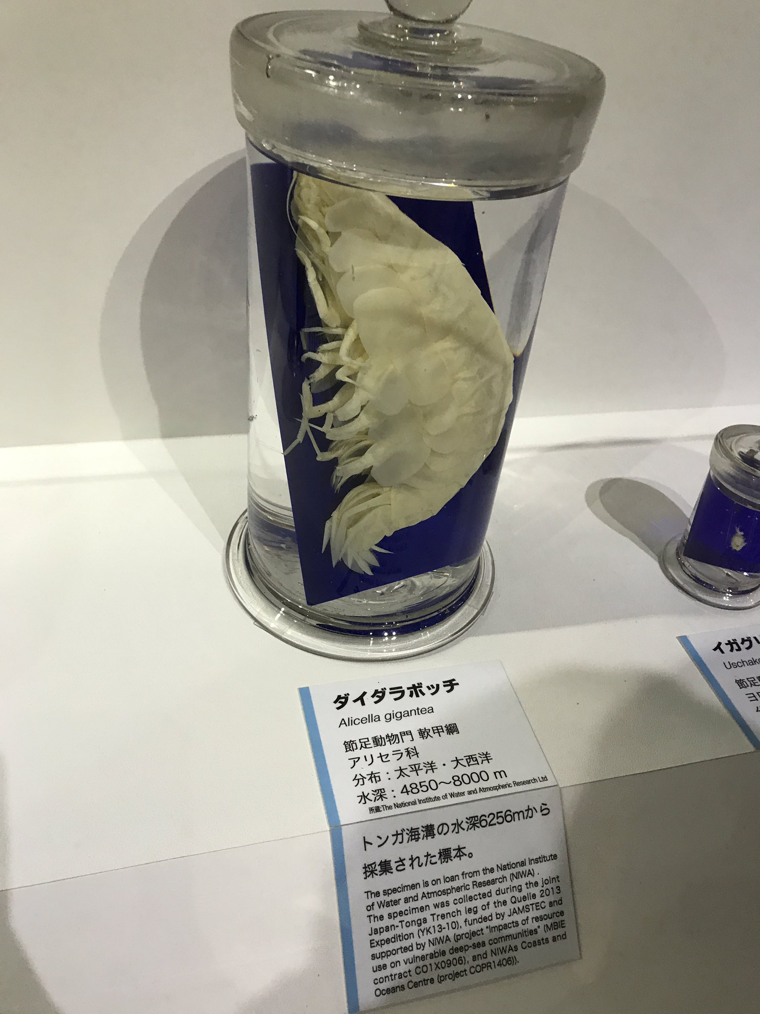 しぶとい中川翔子 ダイダラボッチギザカワユス 深海17
