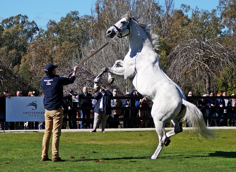 JusttCruising's tweet photo. Puissance De Lune put on a great show @SwettenhamStud this morning! Gorgeous boy 💙 https://t.co/0CjCDY1vf9