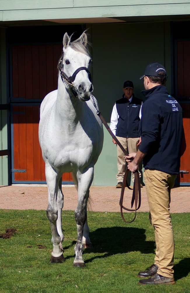 JusttCruising's tweet photo. Puissance De Lune put on a great show @SwettenhamStud this morning! Gorgeous boy 💙 https://t.co/0CjCDY1vf9