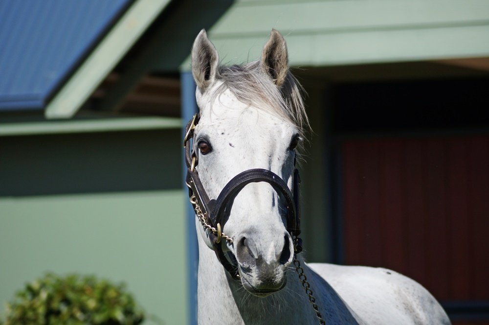 JusttCruising's tweet photo. Puissance De Lune put on a great show @SwettenhamStud this morning! Gorgeous boy 💙 https://t.co/0CjCDY1vf9