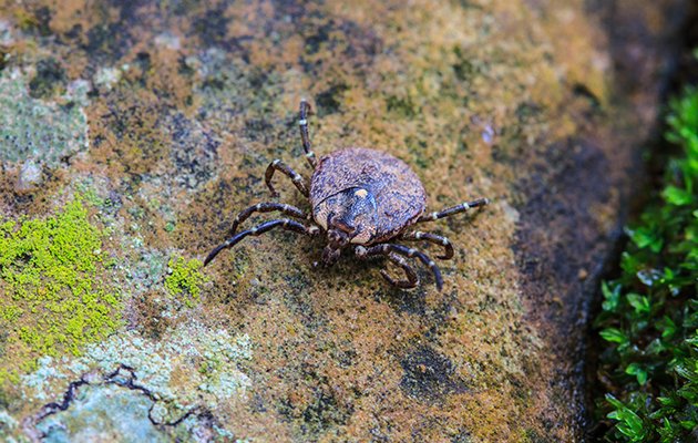 How to remove ticks and avoid being bitten. Must-read advice ow.ly/mnG830etvY8