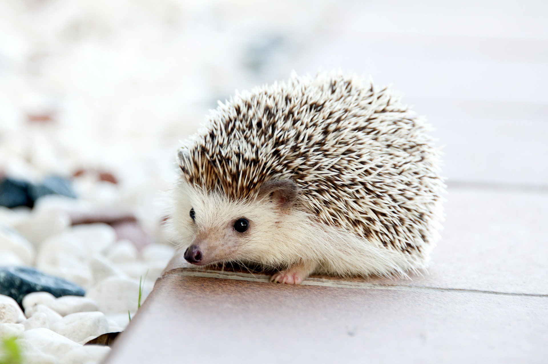 Quite Interesting Word Of The Day Proggles th Century Scottish The Spines Of A Hedgehog T Co Rrxtqqitfq Twitter