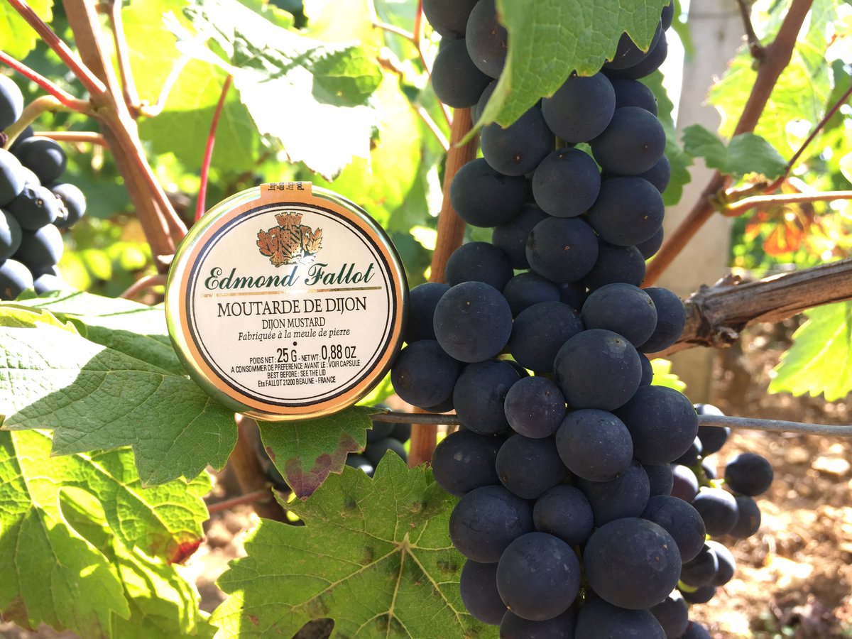 MoutardesFallot's tweet photo. Le raisin mûrit #cotesdebeaune #PinotNoir #vignes @Bourgogne_ https://t.co/2y0KXzsobS