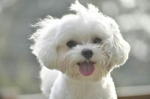 SPMerlino's tweet image. Nice puppy, Maltés