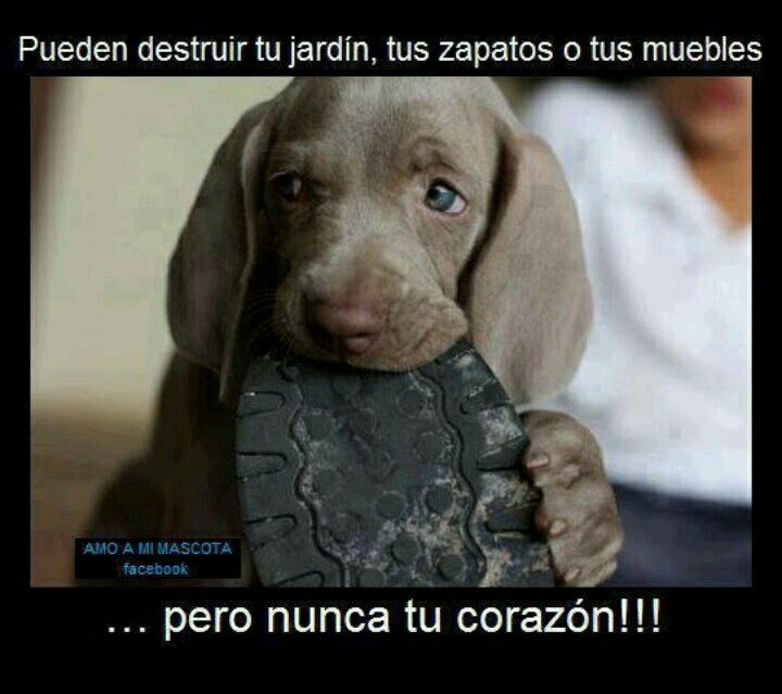 SPMerlino's tweet image. 