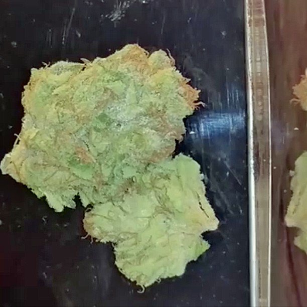 HDnugs's tweet photo. Some Yoda OG https://t.co/Xmo3uFzQ9P