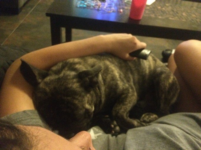 Getting the best #puppy #cuddles right now #blessed #Brutus https://t.co/LvnBCBNeyE<a href="/tag/puppy"class="tags">#puppy</a><a href="/tag/cuddles"class="tags">#cuddles</a><a href="/tag/blessed"class="tags">#blessed</a><a href="/tag/brutus"class="tags"><span>#brutus</span></a>