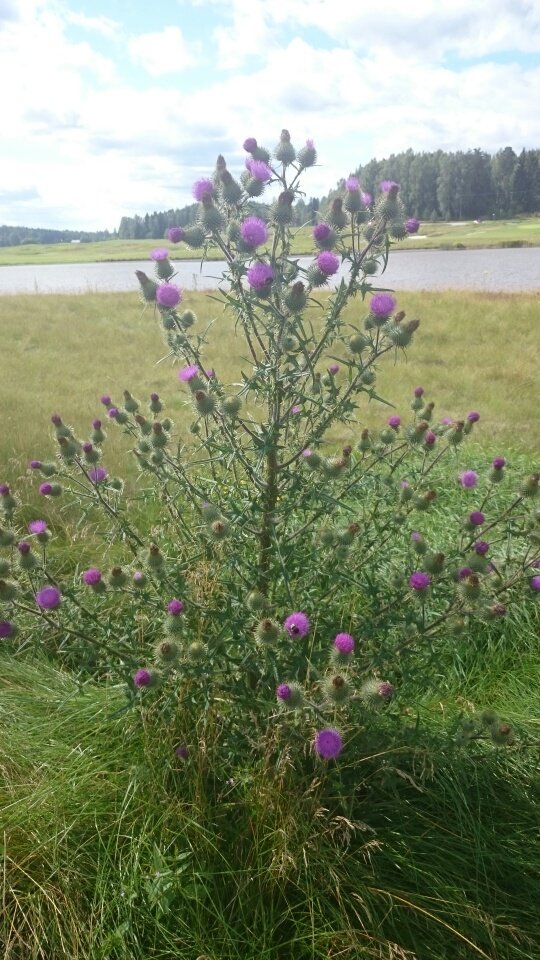 Huoltohalli's tweet photo. The Christmas tree for butterflies 🎄. #northwestcourse #thistle #greenkeeper #Butterflies #kytäjägolf #kytajagolf #finnishgolfcourse https://t.co/5ZcYOMhnaK