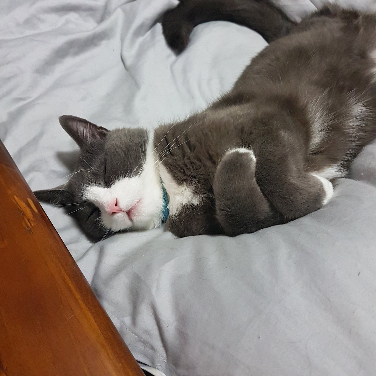 mr_tobykitty's tweet photo. Sunday sleep ins, I stayed  up with  Dad till 4am this morning watching him playing the X-box. Now we both plan to sleep all day #sunday https://t.co/9mN7Ruy1BV