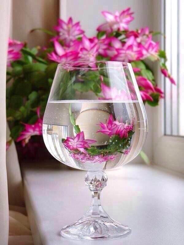 كُوني كـ الورد🙆🏾💗،
يَموتُ ، ولا يطلبُ من أحدٍ أن يسقيهَ💧🕸

😌💕
